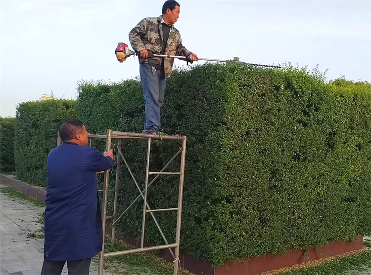 修剪绿篱.jpg