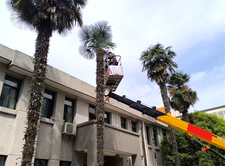 修剪棕榈树.jpg