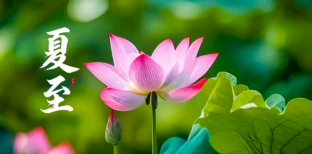 鹿角解&nbsp; 蜩始鸣&nbsp; 半夏生