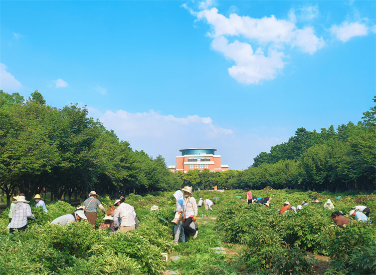 烈日下的“护花者”