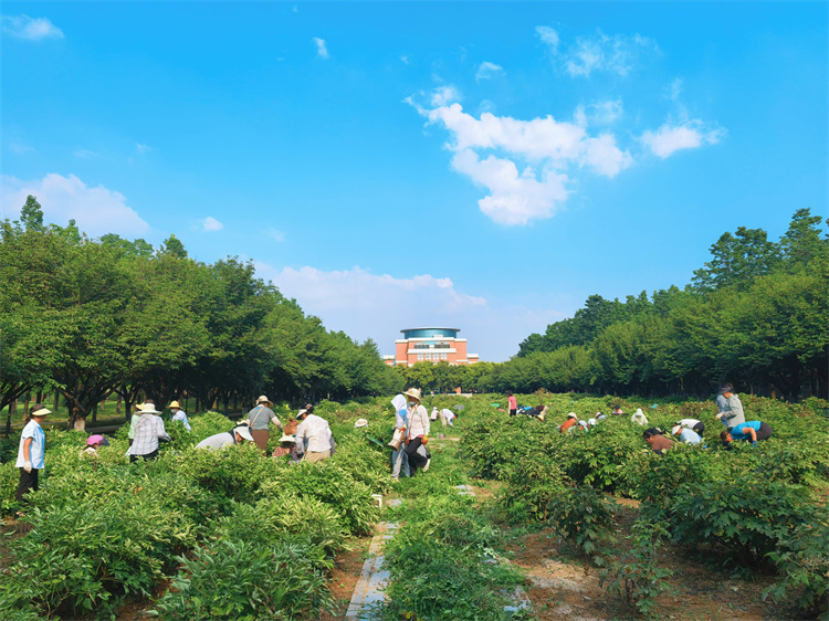2.拔杂草.jpg