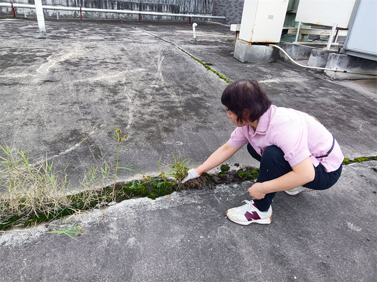 食品学院办公楼清理水泥缝隙杂草.jpg