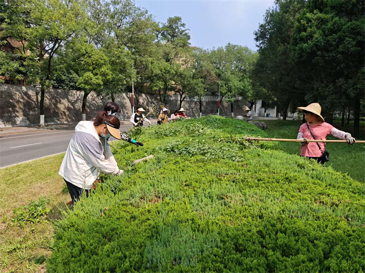 清理绿篱杂草.jpg